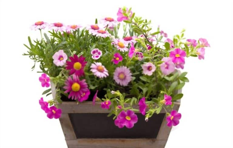 how-to-grow-flowers-in-pots