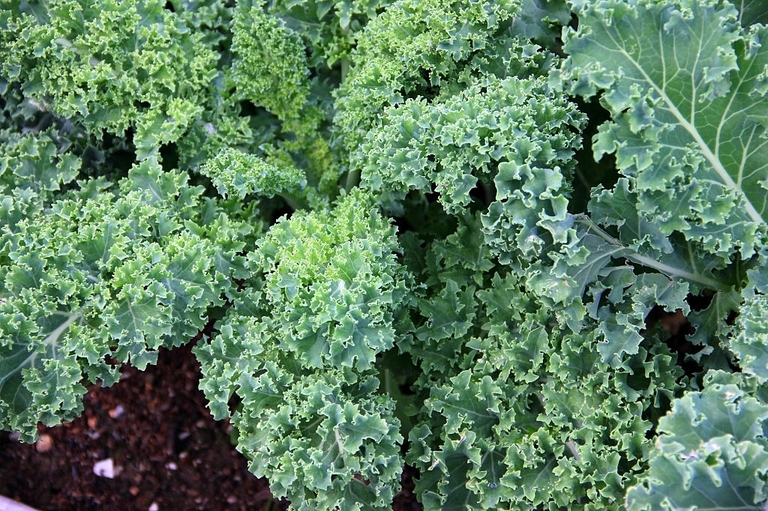 10 Best Vegetables for Small Garden