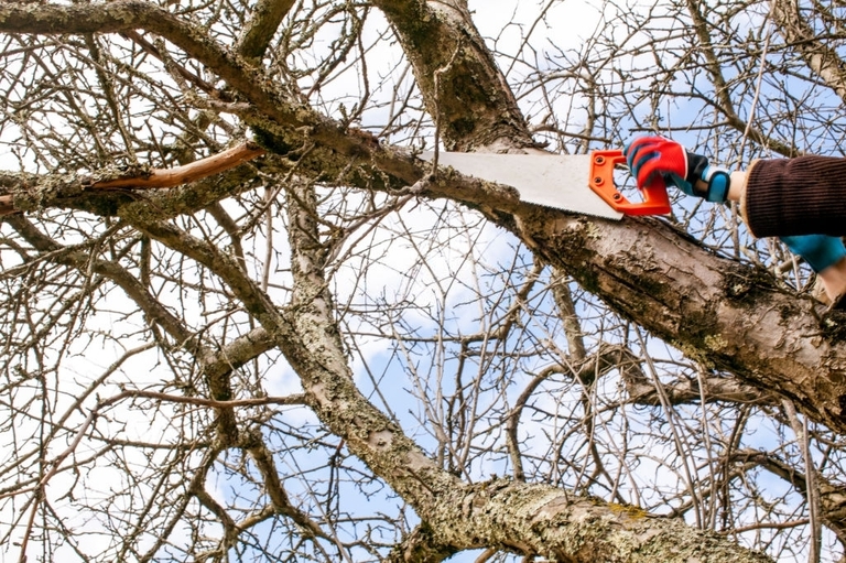 how-to-trim-a-large-tree