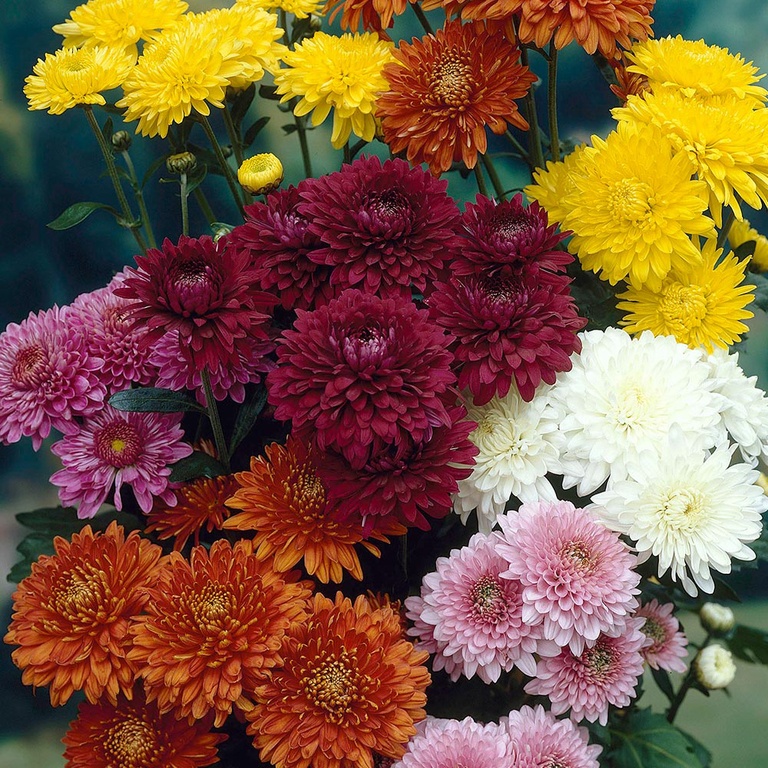 How To Plant Purple Mums [May 2024] Guideline